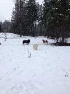 The Amazing Instincts of Livestock Guardian Dogs Image